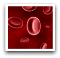 Globules rouges