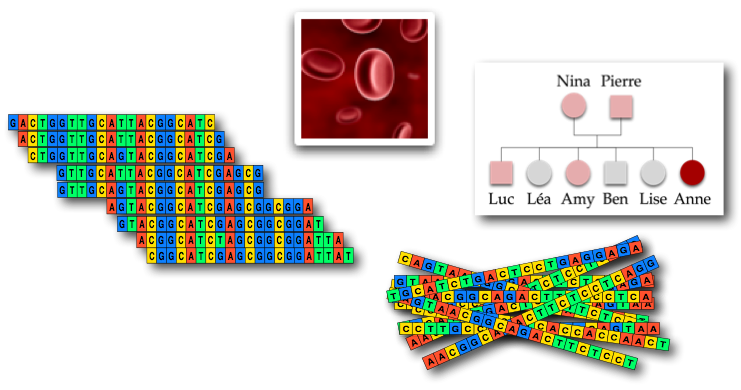 Globules rouges
