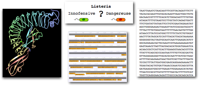 Listeria