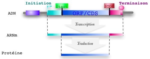 ORF